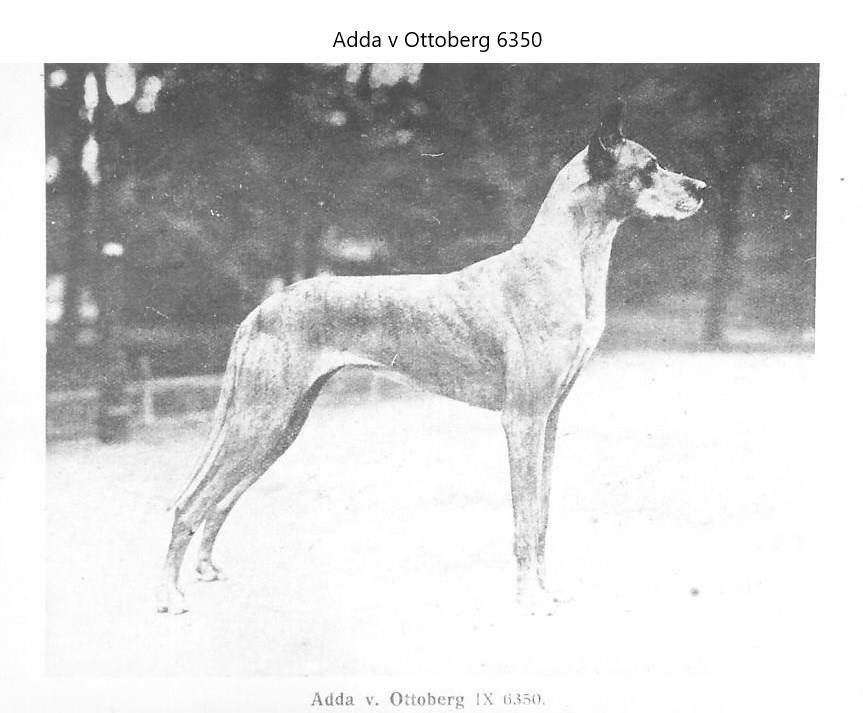 Adda v Ottoberg